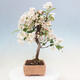 Vonkajší bonsai -Malus halliana - Maloplodá jabloň - 2/6