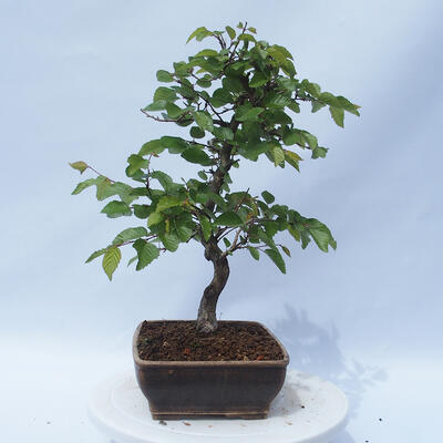 Vonkajší bonsai - Carpinus CARPINOIDES - Hrab kórejský - 2