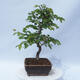 Vonkajší bonsai - Carpinus CARPINOIDES - Hrab kórejský - 2/4