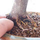 Vonkajšie bonsai - Acer palm. Atropurpureum-Javor dlaňolistý červený - 2/5