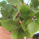 Vonkajšia bonsai-Ulmus glabra-brest tuhý - 2/2