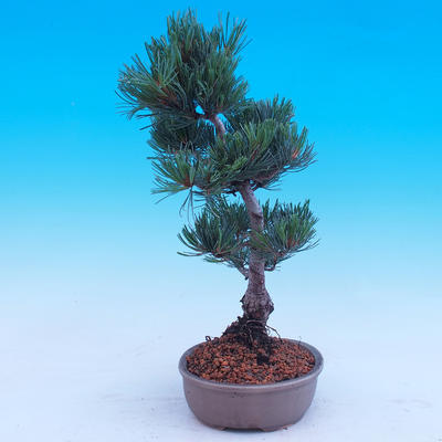 Vonkajší bonsai -Borovice drobnokvetá - Pinus parviflora glauca - 2