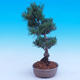 Vonkajší bonsai -Borovice drobnokvetá - Pinus parviflora glauca - 2/6