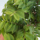 Vonkajšia bonsai-Ulmus Elegantissima Jack. Hillier-brest Elegantný - 2/2