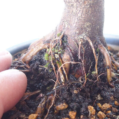 Vonkajšie bonsai - Acer palm. Atropurpureum-Javor dlaňolistý červený - 2