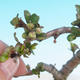 Vonkajšie bonsai - Chaenomeles superba jet trail -Kdoulovec biely - 2/4