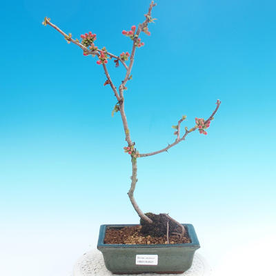 Vonkajšie bonsai - Chaneomeles japonica - Dulovec japonský - 2