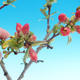 Vonkajšie bonsai - Chaneomeles japonica - Dulovec japonský - 2/4