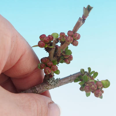 Vonkajšie bonsai - Chaneomeles japonica - Dulovec japonský - 2