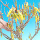 Vonkajšie bonsai - Zlatice - Forsythia intermedia Week End - 2/2