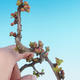 Vonkajšie bonsai - Chaneomeles japonica - Dulovec japonský - 2/4