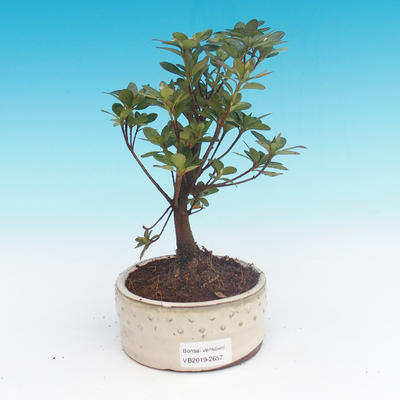 Vonkajšie bonsai - Rhododendron sp. - Azalka ružová - 2