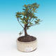 Vonkajšie bonsai - Rhododendron sp. - Azalka ružová - 2/3