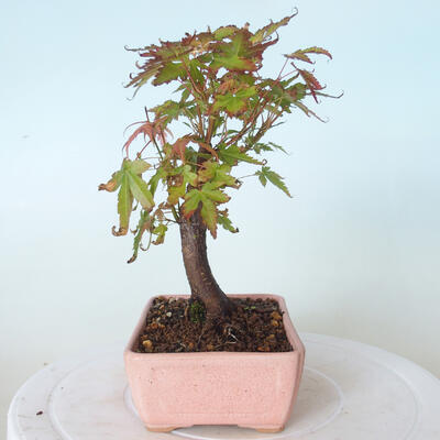 Vonkajšie bonsai - Javor palmatum sangokaku - Javor dlaňolistý - 2