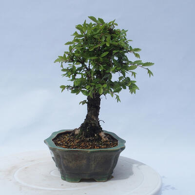 Vonkajšie bonsai - Zelkova - Zelkova NIRE - 2