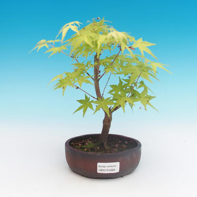 Vonkajšia bonsai-Acer palmatum Sango Koku- Javor dlaňolistý - 2