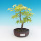 Vonkajšia bonsai-Acer palmatum Sango Koku- Javor dlaňolistý - 2/2