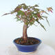 Vonkajšie bonsai - Javor palmatum sangokaku - Javor dlaňolistý - 2/5