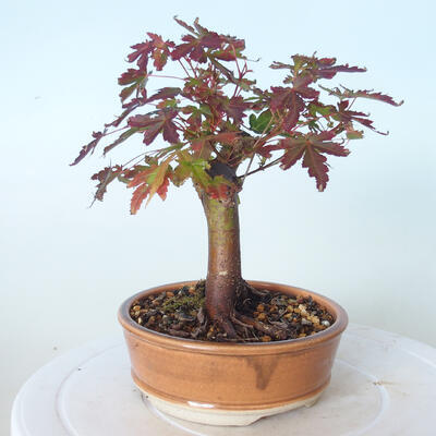 Vonkajšie bonsai - Javor palmatum sangokaku - Javor dlaňolistý - 2