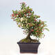 Vonkajší bonsai - Malus sergentiu - Maloplodá jabloň - 2/6