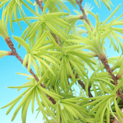 Vonkajšie bonsai - Pseudolarix amabilis - Pamodřín - 2