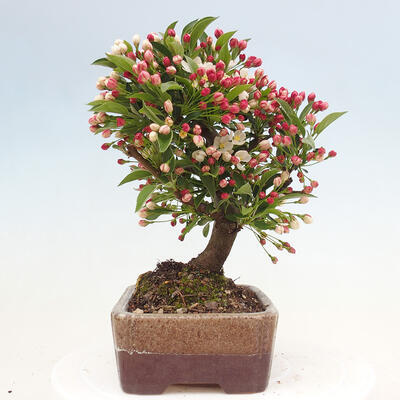 Vonkajší bonsai - Malus sergentiu - Maloplodá jabloň - 2
