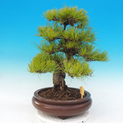Vonkajšie bonsai - Pinus densiflora - borovica červená - 2