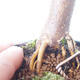 Vonkajšie bonsai - Acer palm. Atropurpureum-Javor dlaňolistý červený - 2/5