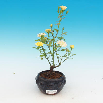 Rosa Yelow - malokvetá ruže žltá - 2