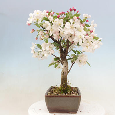 Vonkajší bonsai -Malus halliana - Maloplodá jabloň - 2