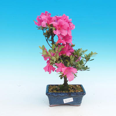 Vonkajšie bonsai - Rhododendron - 2