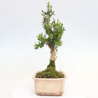 Izbová bonsai - Buxus harlandii -korkový buxus - 2