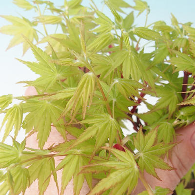 Vonkajší bonsai - Acer pal. Sango Kaku - Javor dlanitolistý - 2