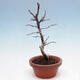 Venkovní  bonsai -  Chaneomeles chinensis - Kdoulovec čínsky - 2/4