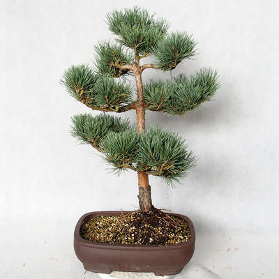 Vonkajšie bonsai - Pinus sylvestris Watereri - Borovica lesná VB2019-26848 - 2