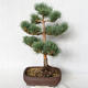 Vonkajšie bonsai - Pinus sylvestris Watereri - Borovica lesná VB2019-26848 - 2/4