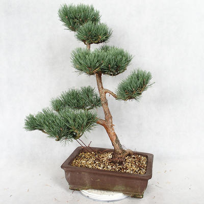 Vonkajšie bonsai - Pinus sylvestris Watereri - Borovica lesná VB2019-26852 - 2