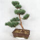 Vonkajšie bonsai - Pinus sylvestris Watereri - Borovica lesná VB2019-26852 - 2/4