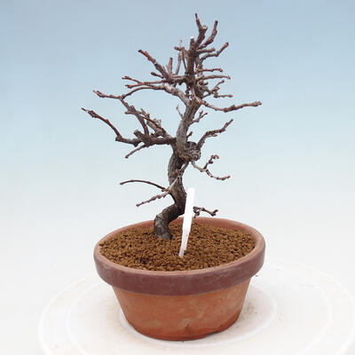 Venkovní  bonsai -  Chaneomeles chinensis - Kdoulovec čínsky - 2