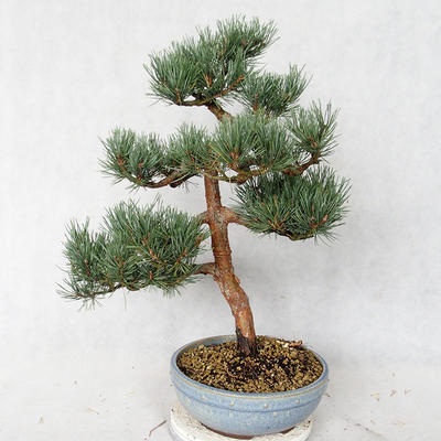 Vonkajšie bonsai - Pinus sylvestris Watereri - Borovica lesná VB2019-26859 - 2