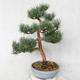 Vonkajšie bonsai - Pinus sylvestris Watereri - Borovica lesná VB2019-26859 - 2/4