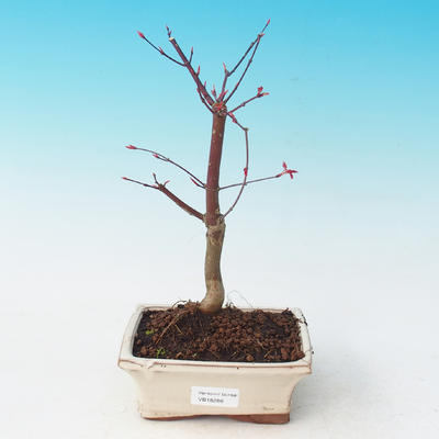Vonkajšie bonsai - Javor dlaňolistý - Acer palmatum DESHOJO - 2