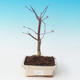 Vonkajšie bonsai - Javor dlaňolistý - Acer palmatum DESHOJO - 2/2