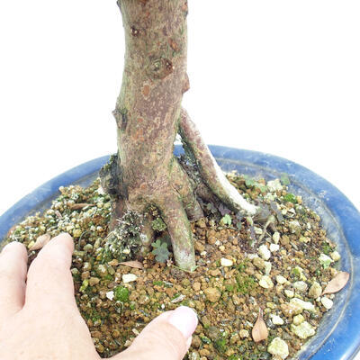 Izbová bonsai - Syzygium - Pimentovník - 2