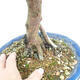 Izbová bonsai - Syzygium - Pimentovník - 2/3
