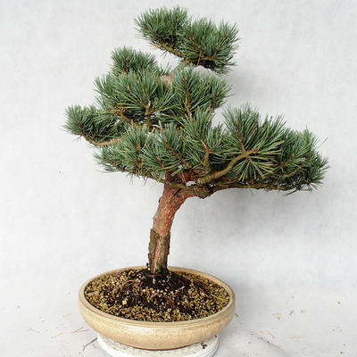 Vonkajšie bonsai - Pinus sylvestris Watereri - Borovica lesná VB2019-26868 - 2