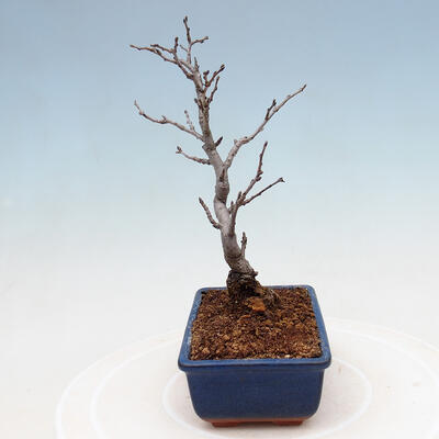 Vonkajšia bonsai - Blýskalka chlpatá - Photinia villosa - 2