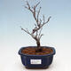 Vonkajšia bonsai - Blýskalka chlpatá - Photinia villosa - 2/5