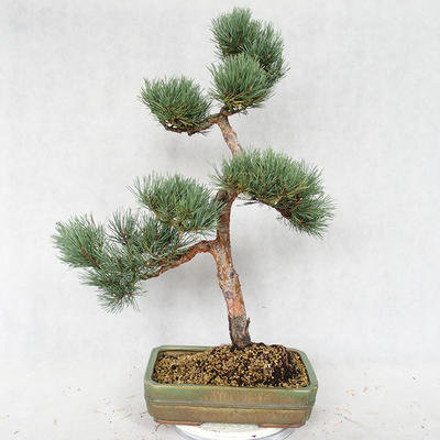 Vonkajšie bonsai - Pinus sylvestris Watereri - Borovica lesná VB2019-26877 - 2