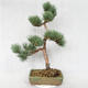 Vonkajšie bonsai - Pinus sylvestris Watereri - Borovica lesná VB2019-26877 - 2/4